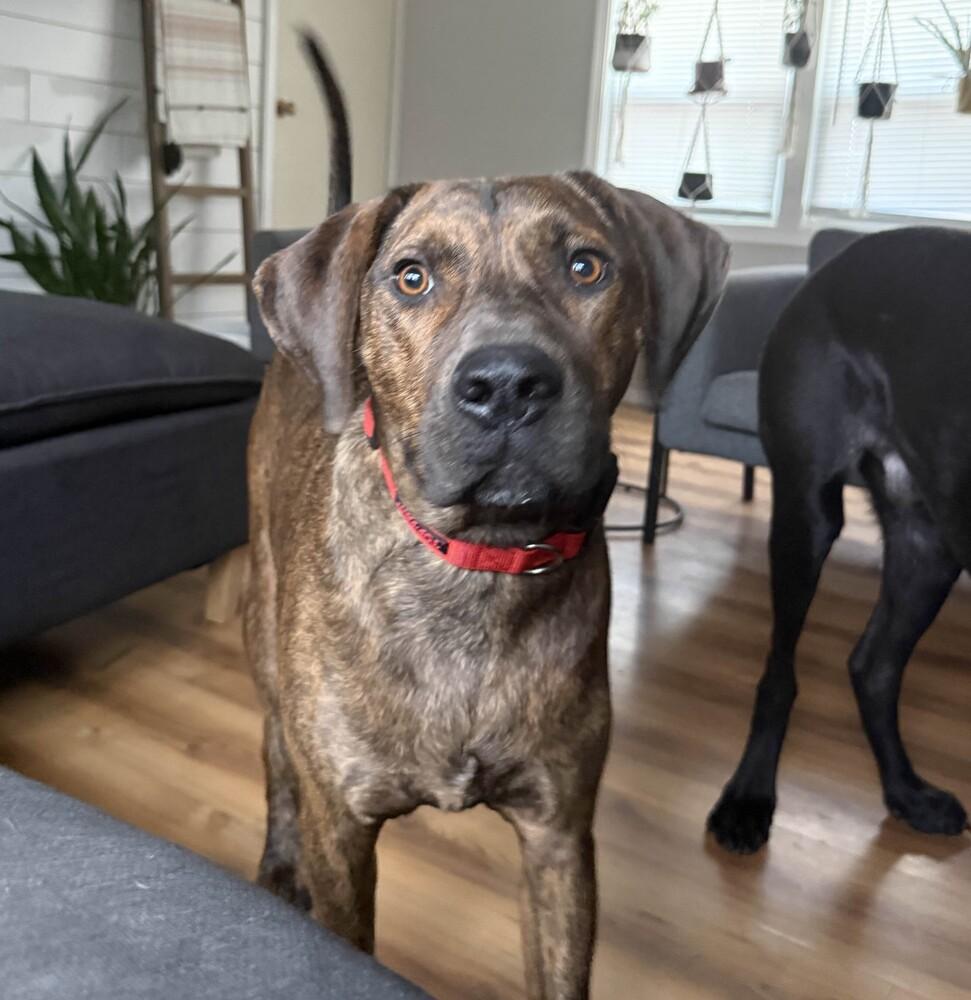 Trout - AVAILABLE, Adoptable, Adult Male Plott Hound.