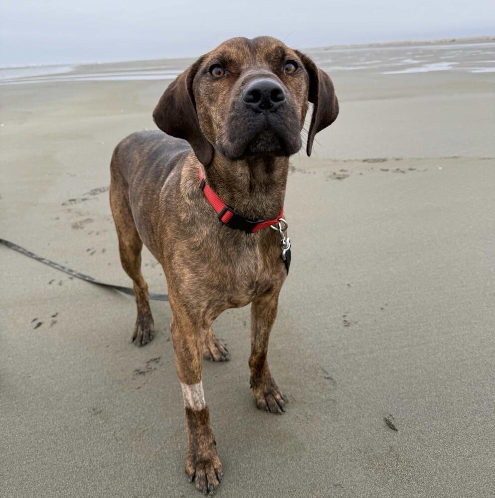 Enlarge Trout - AVAILABLE, a Adoptable mixed breed in Seattle, WA image 4/6