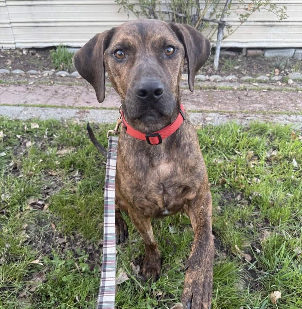 Enlarge Trout - AVAILABLE, a Adoptable mixed breed in Seattle, WA image 5/6
