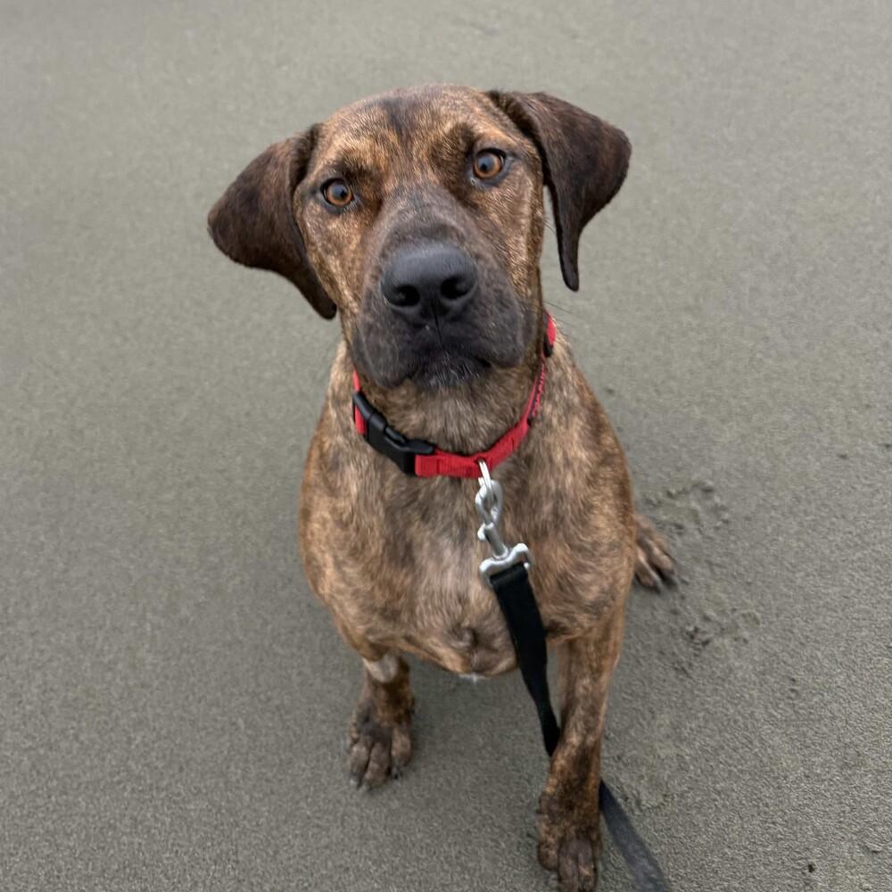Enlarge Trout - AVAILABLE, a Adoptable mixed breed in Seattle, WA image 6/6
