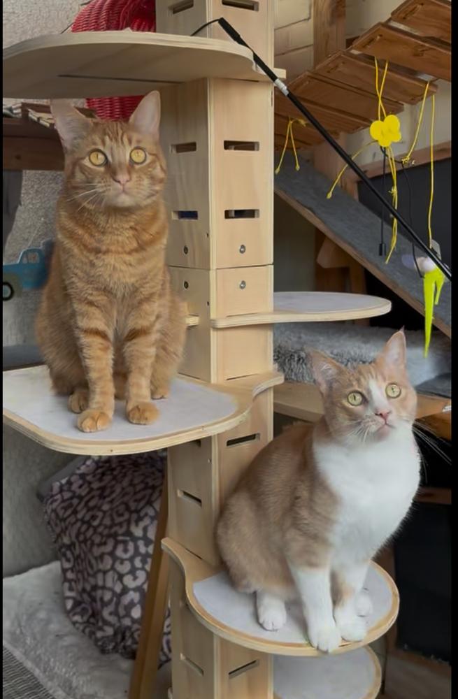 Biscuit, Adoptable, Adult Male Tabby & Domestic Short Hair.