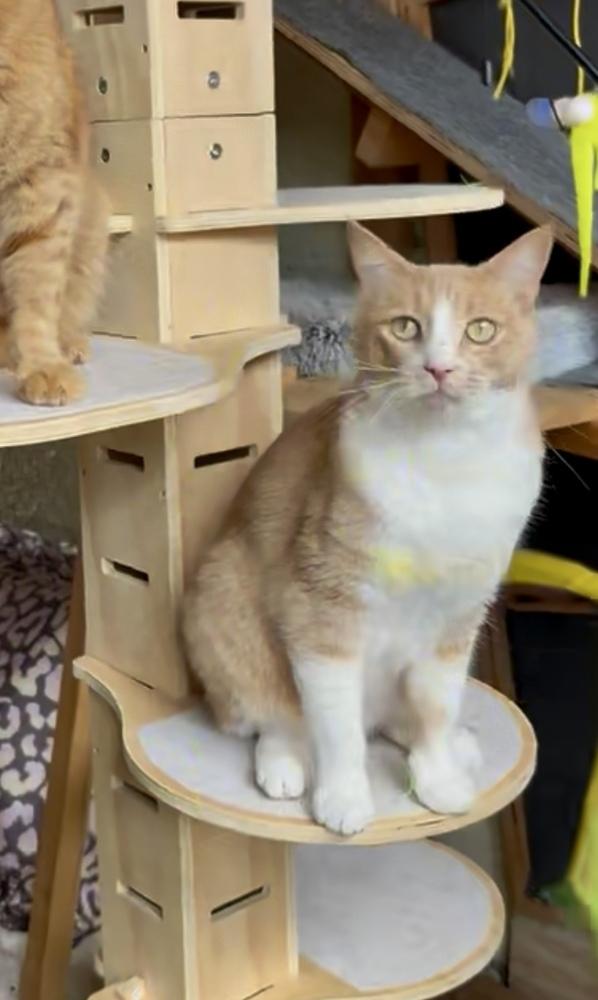 Enlarge Biscuit, a Adoptable mixed breed in Gardena, CA image 2/3