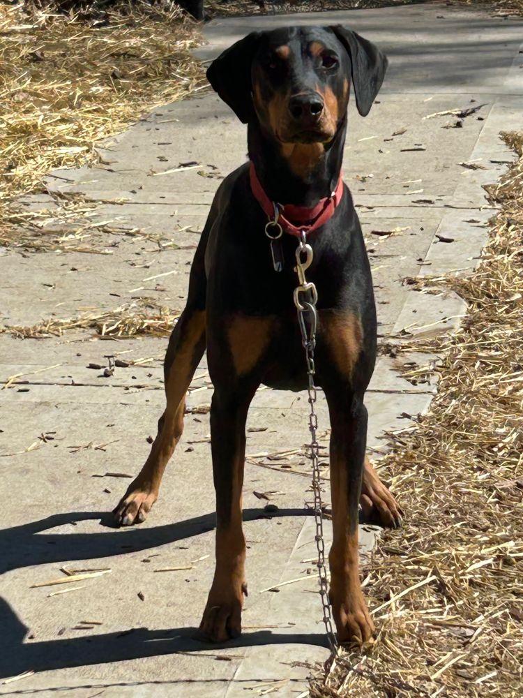 Cosmo, a ADOPTABLE Doberman Pinscher in Barrington, IL image 1/4