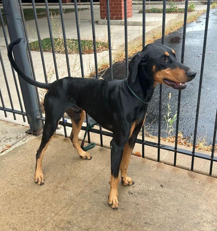 Cosmo, a ADOPTABLE Doberman Pinscher in Barrington, IL image 3/4