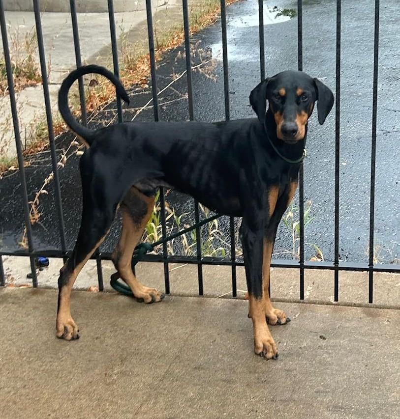 Cosmo, a ADOPTABLE Doberman Pinscher in Barrington, IL image 2/4