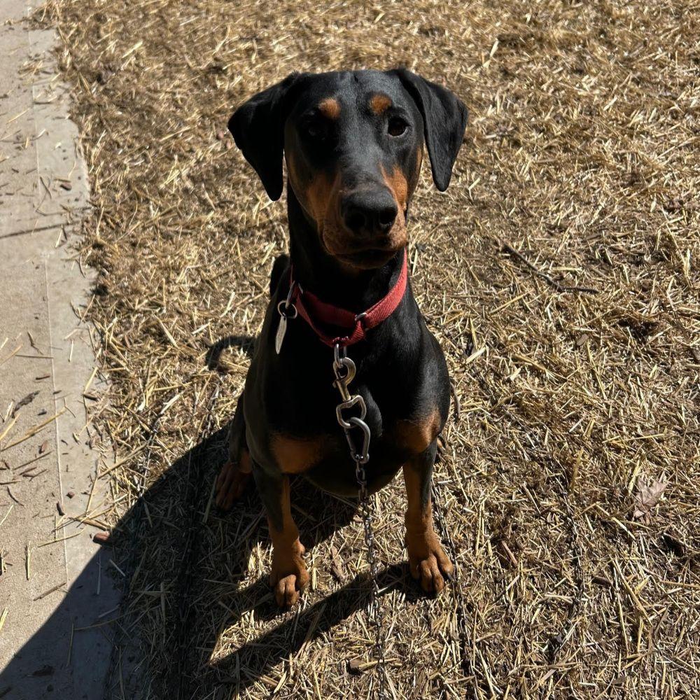 Cosmo, a ADOPTABLE Doberman Pinscher in Barrington, IL image 4/4