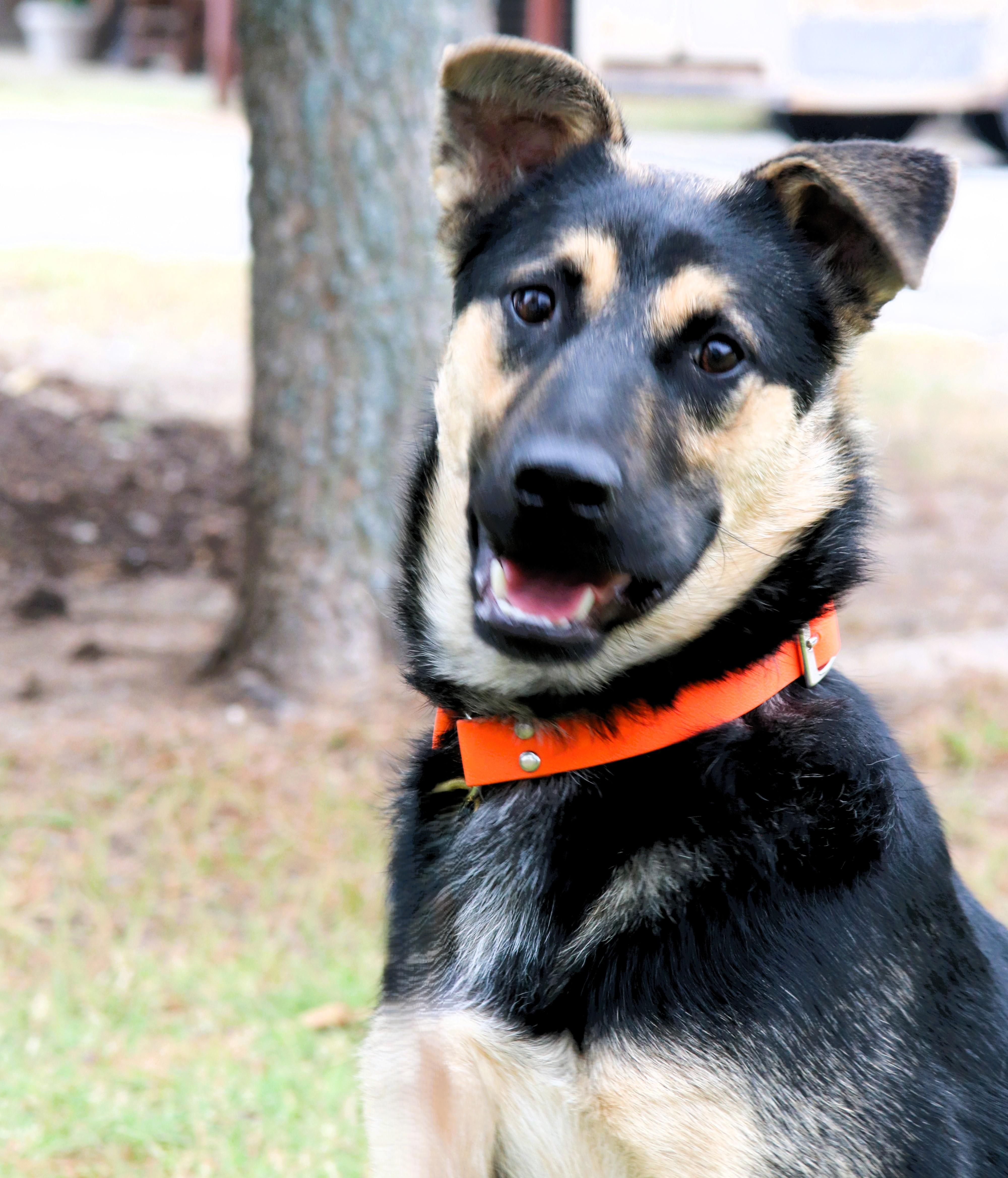 Enlarge Moose, a Adopted German Shepherd Dog in Bowie, TX image 2/2