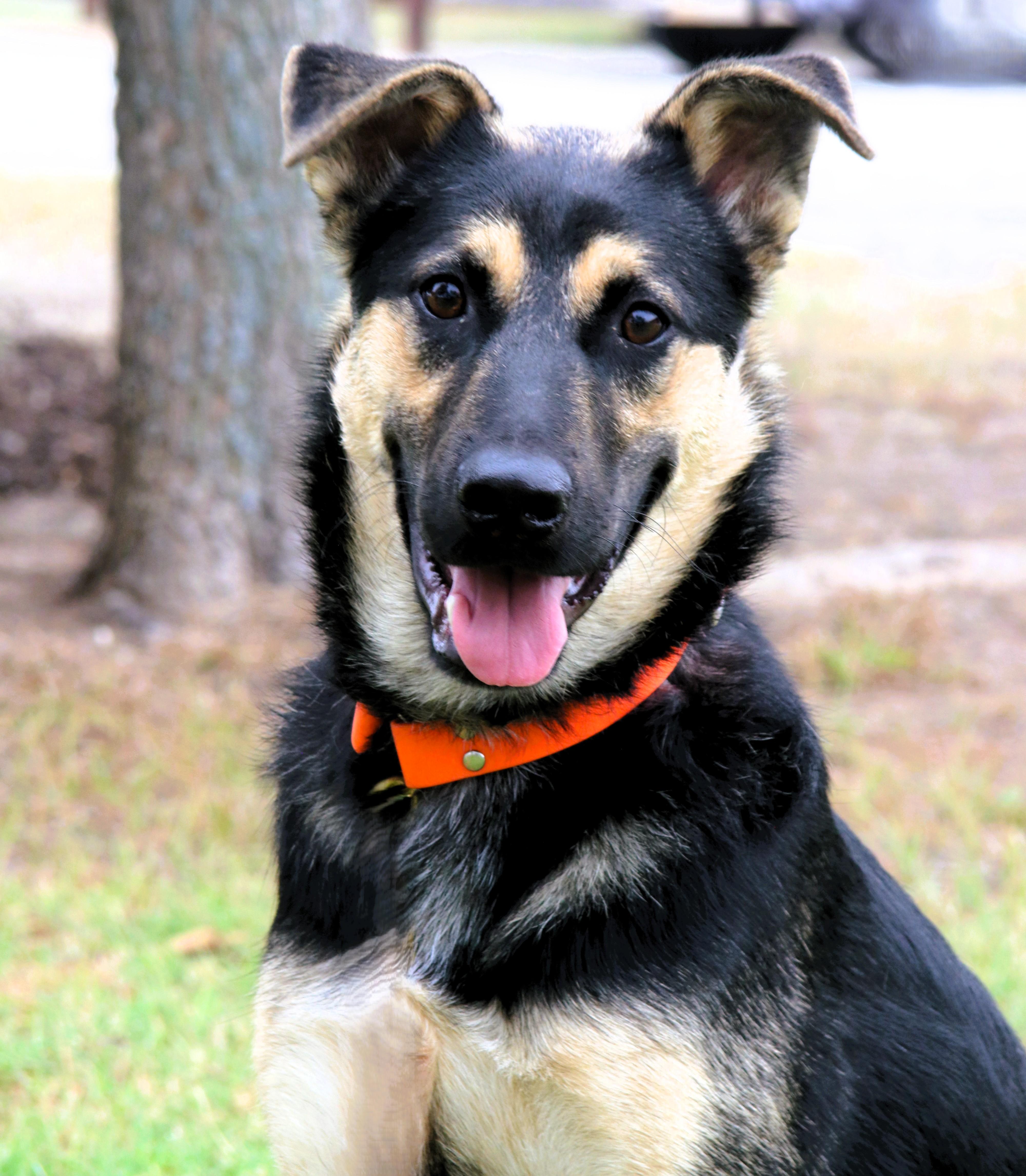 Moose, Adopted, Young Male German Shepherd Dog.