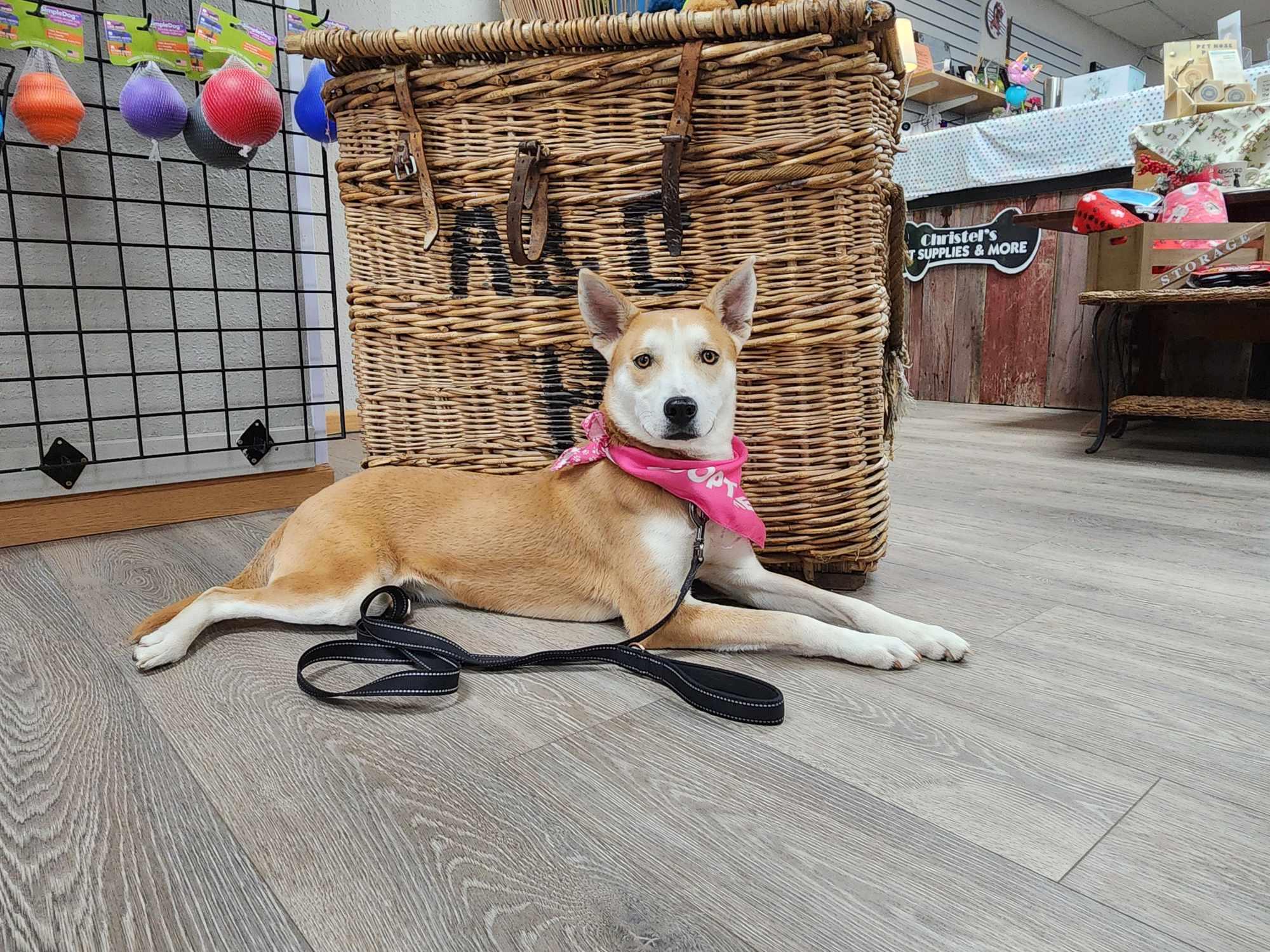 MAY, an adoptable Husky in Sheboygan, WI, 53081 | Photo Image 3