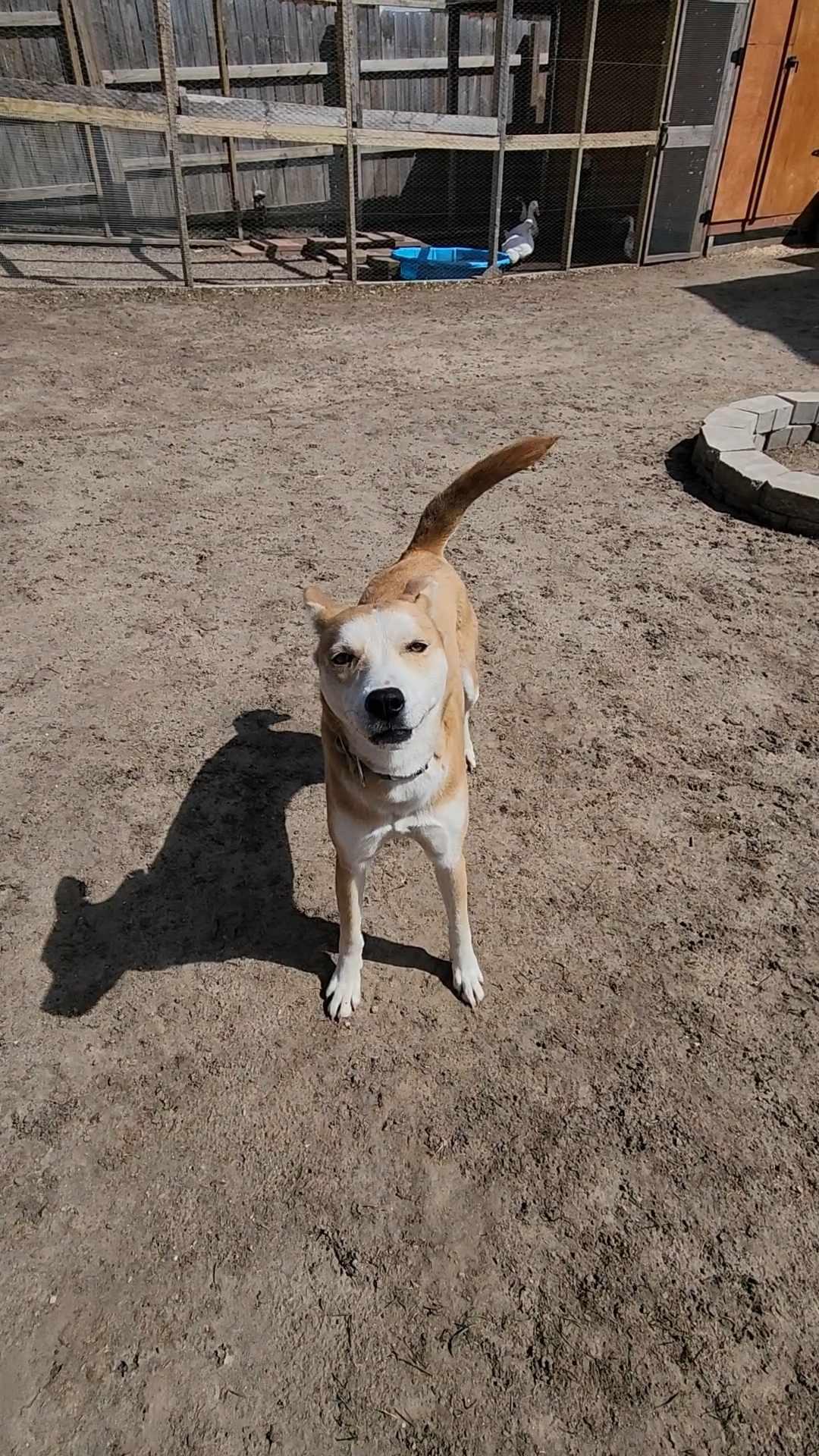 MAY, a Adoptable mixed breed in Sheboygan, WI image 2/6