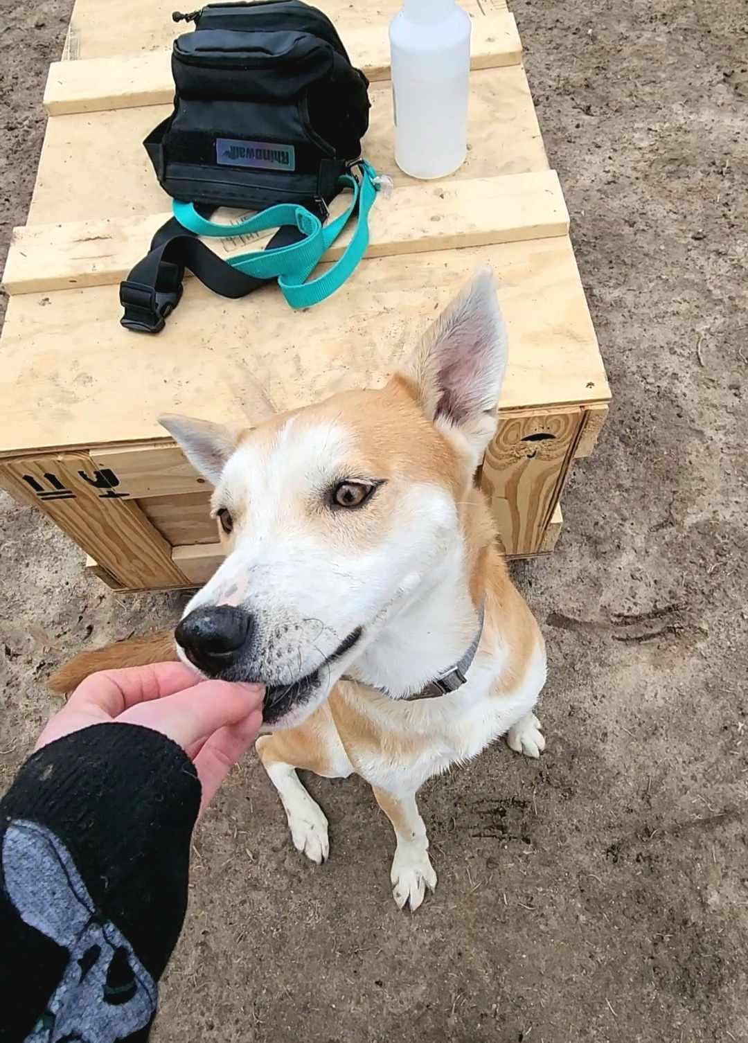 MAY, an adoptable Husky in Sheboygan, WI, 53081 | Photo Image 6
