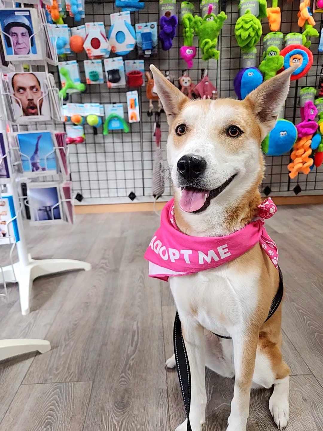 MAY, a Adoptable mixed breed in Sheboygan, WI image 1/6