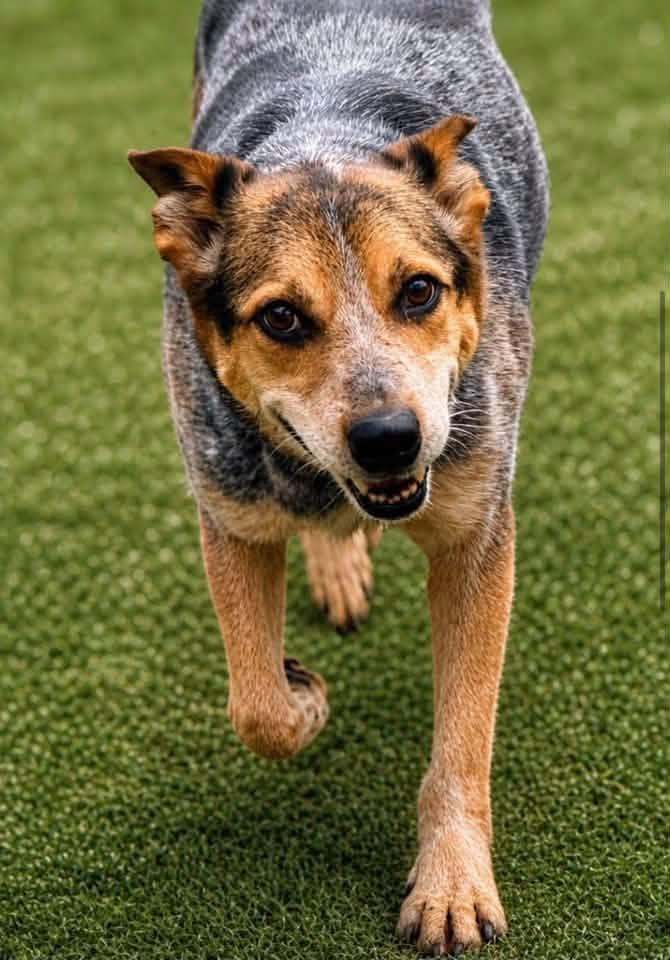 Enlarge Sparky, a Adoptable Australian Cattle Dog / Blue Heeler in New Bern , NC image 2/6