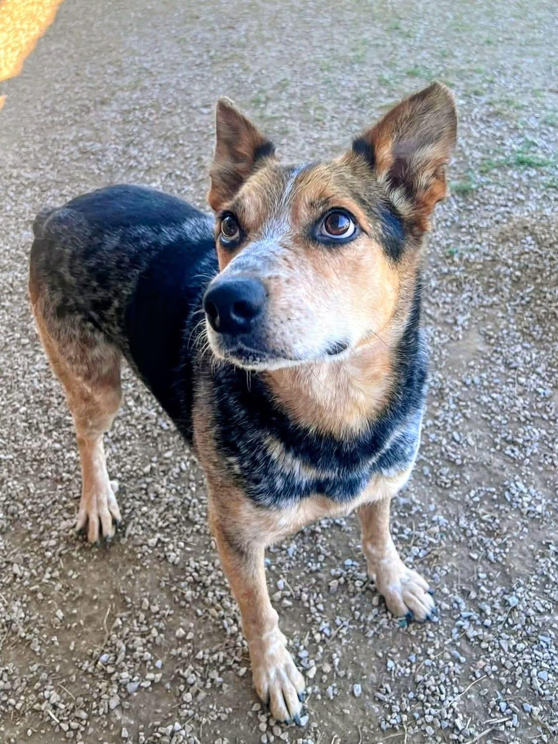 Enlarge Sparky, a Adoptable Australian Cattle Dog / Blue Heeler in New Bern , NC image 3/6