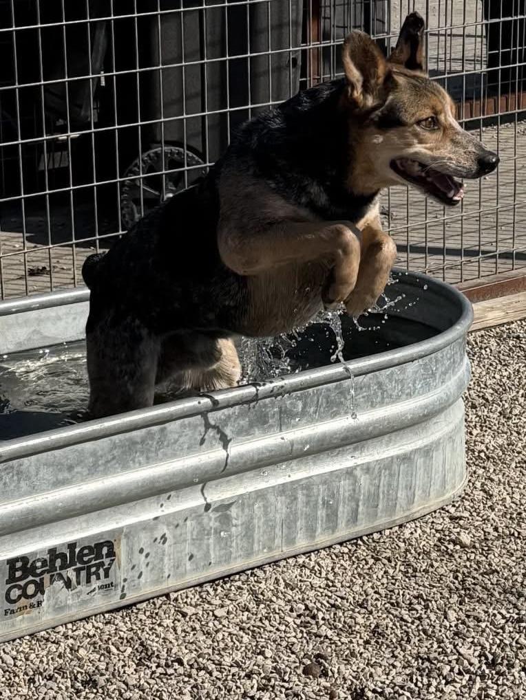 Enlarge Sparky, a Adoptable Australian Cattle Dog / Blue Heeler in New Bern , NC image 5/6