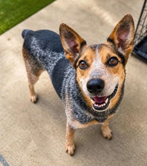 Enlarge Sparky, a Adoptable Australian Cattle Dog / Blue Heeler in New Bern , NC image 1/6