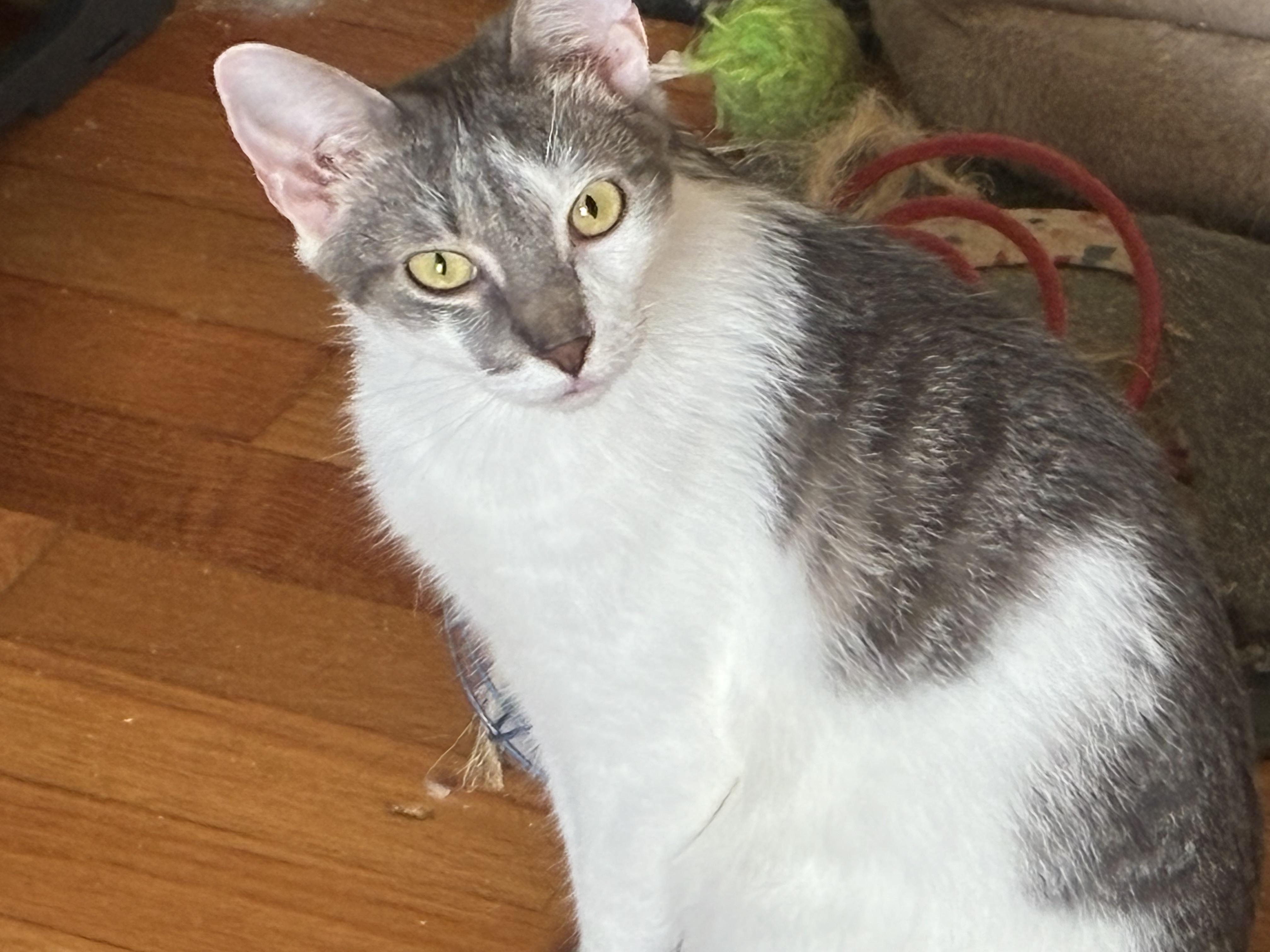 Monroe, a Adoptable Domestic Short Hair in Charlotte, NC image 2/6