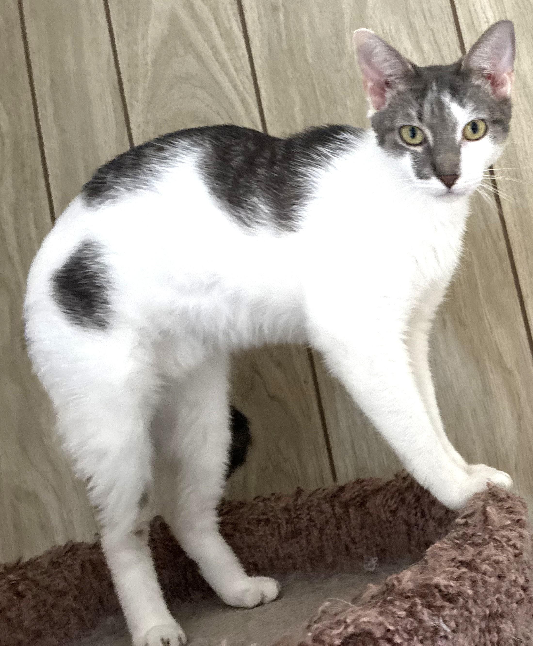 Monroe, a Adoptable Domestic Short Hair in Charlotte, NC image 3/6
