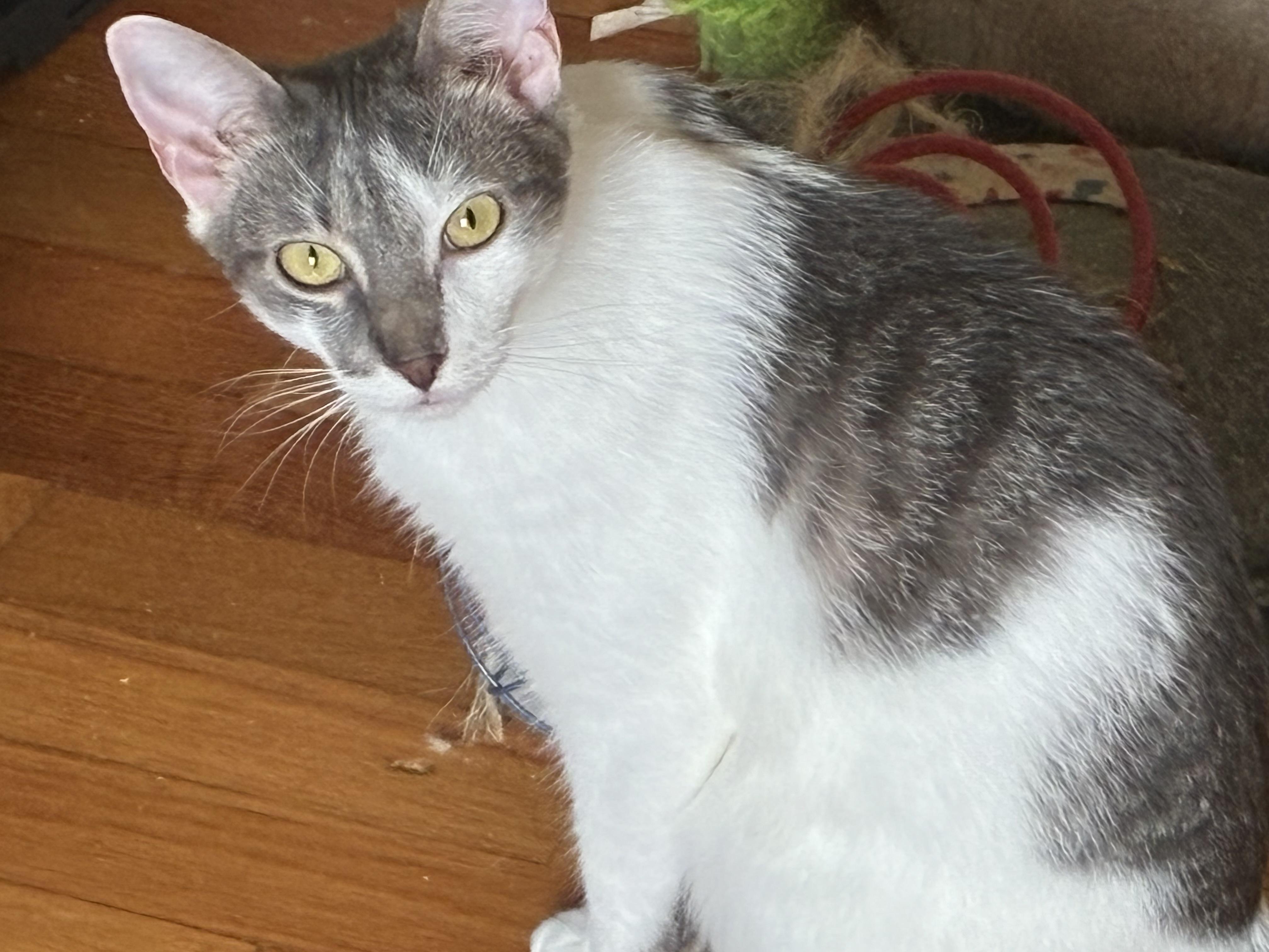 Monroe, a Adoptable Domestic Short Hair in Charlotte, NC image 4/6