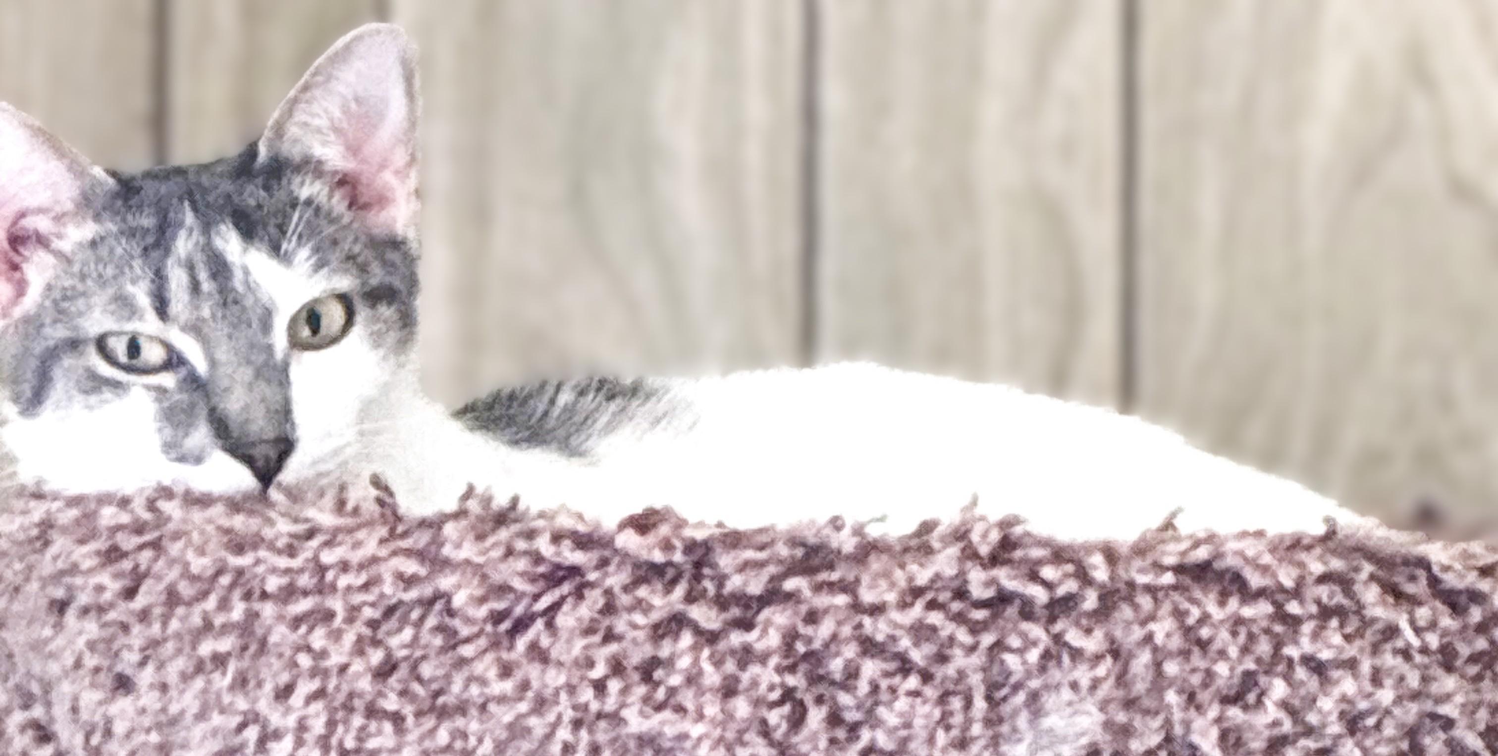 Monroe, a Adoptable Domestic Short Hair in Charlotte, NC image 5/6