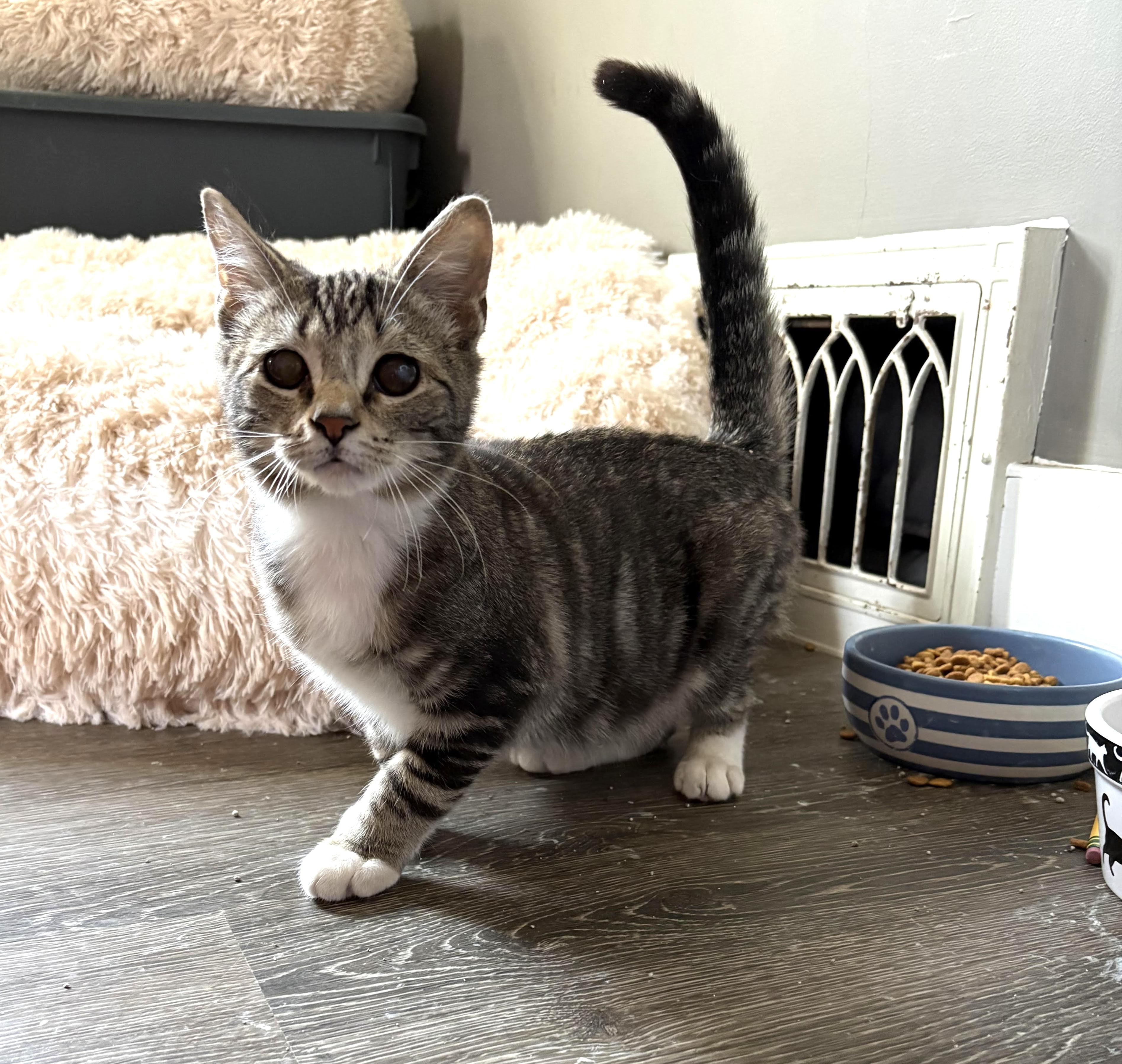 Enlarge Muppet, a ADOPTABLE Domestic Short Hair in Pottstown, PA image 1/3