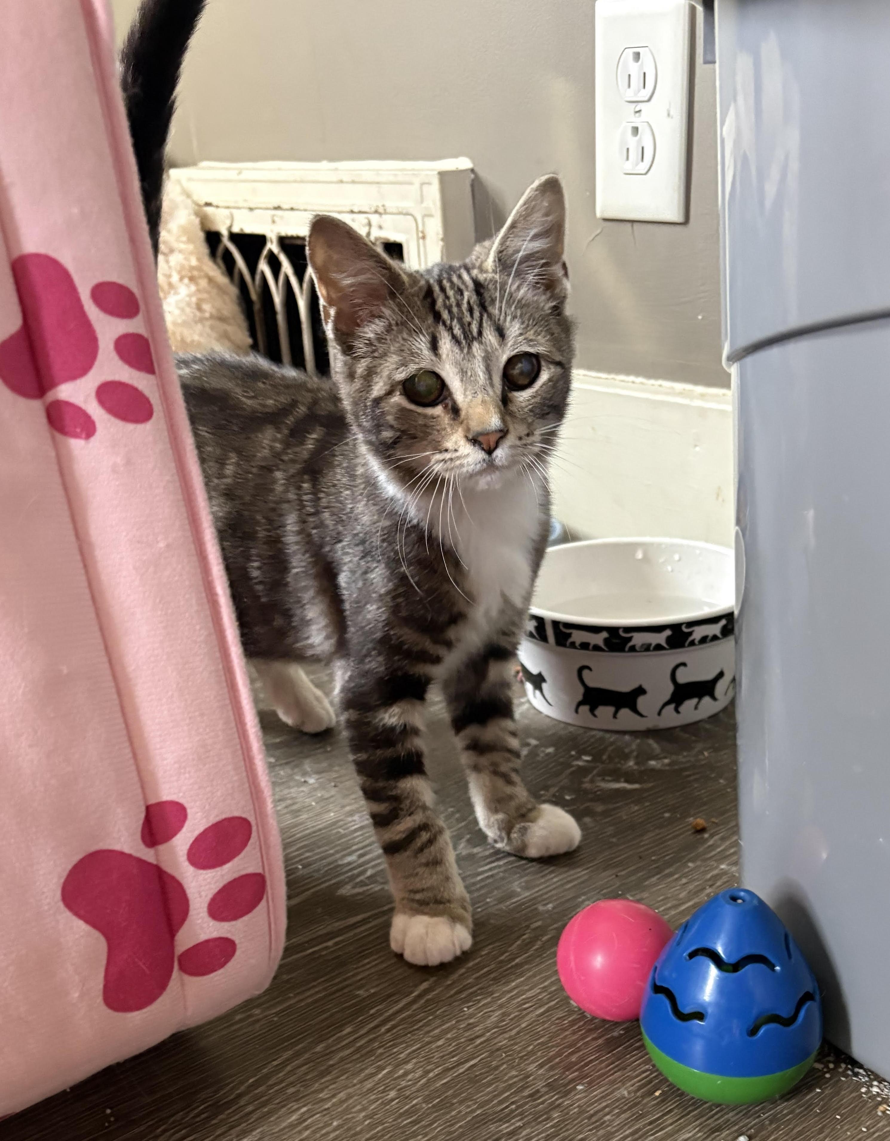 Enlarge Muppet, a ADOPTABLE Domestic Short Hair in Pottstown, PA image 3/3