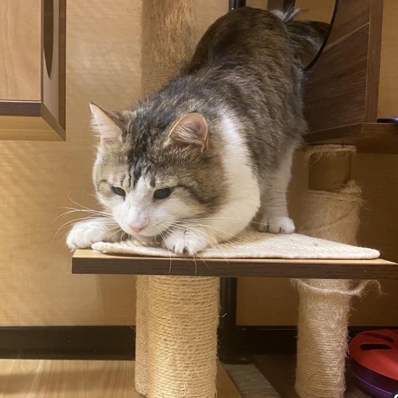 Big Mac - loves young kitties, a ADOPTABLE mixed breed in Austin, TX image 5/6