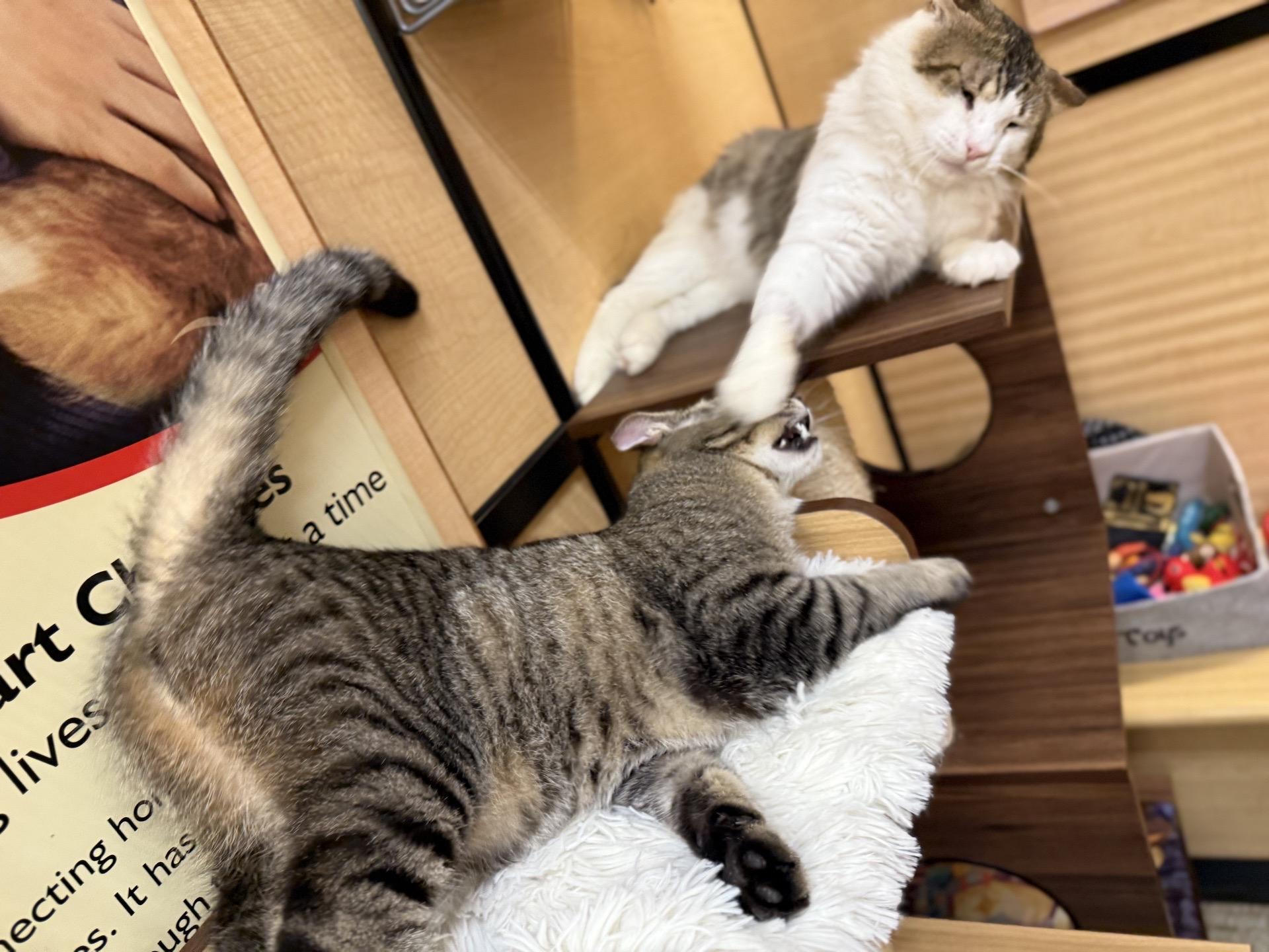 Big Mac - loves young kitties, a ADOPTABLE mixed breed in Austin, TX image 4/6