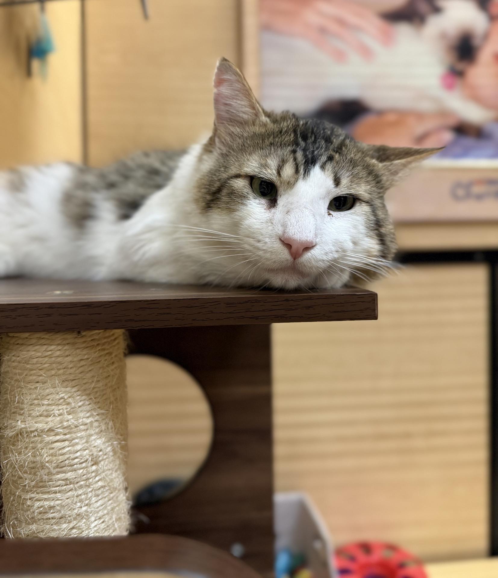 Big Mac - loves young kitties, a ADOPTABLE mixed breed in Austin, TX image 2/6