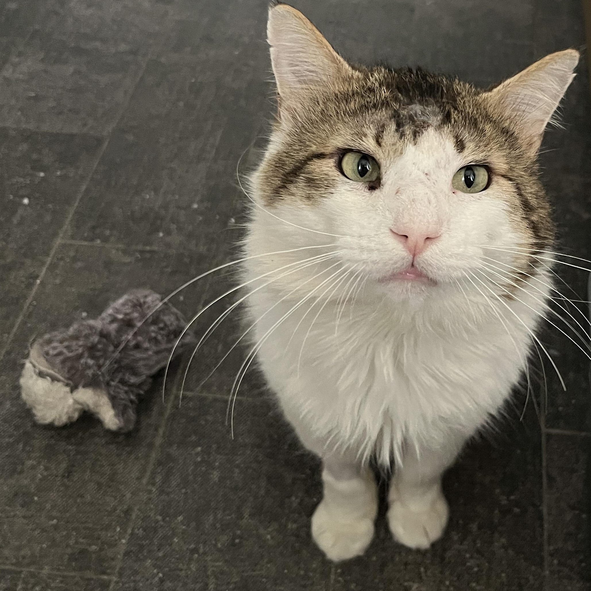 Big Mac - loves young kitties, a ADOPTABLE mixed breed in Austin, TX image 1/6