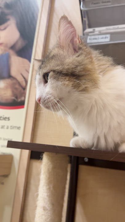 Enlarge Big Mac - loves young kitties, a ADOPTABLE mixed breed in Austin, TX video 3/6