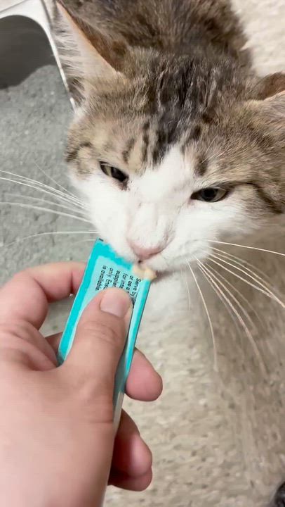 Enlarge Big Mac - loves young kitties, a ADOPTABLE mixed breed in Austin, TX video 6/6