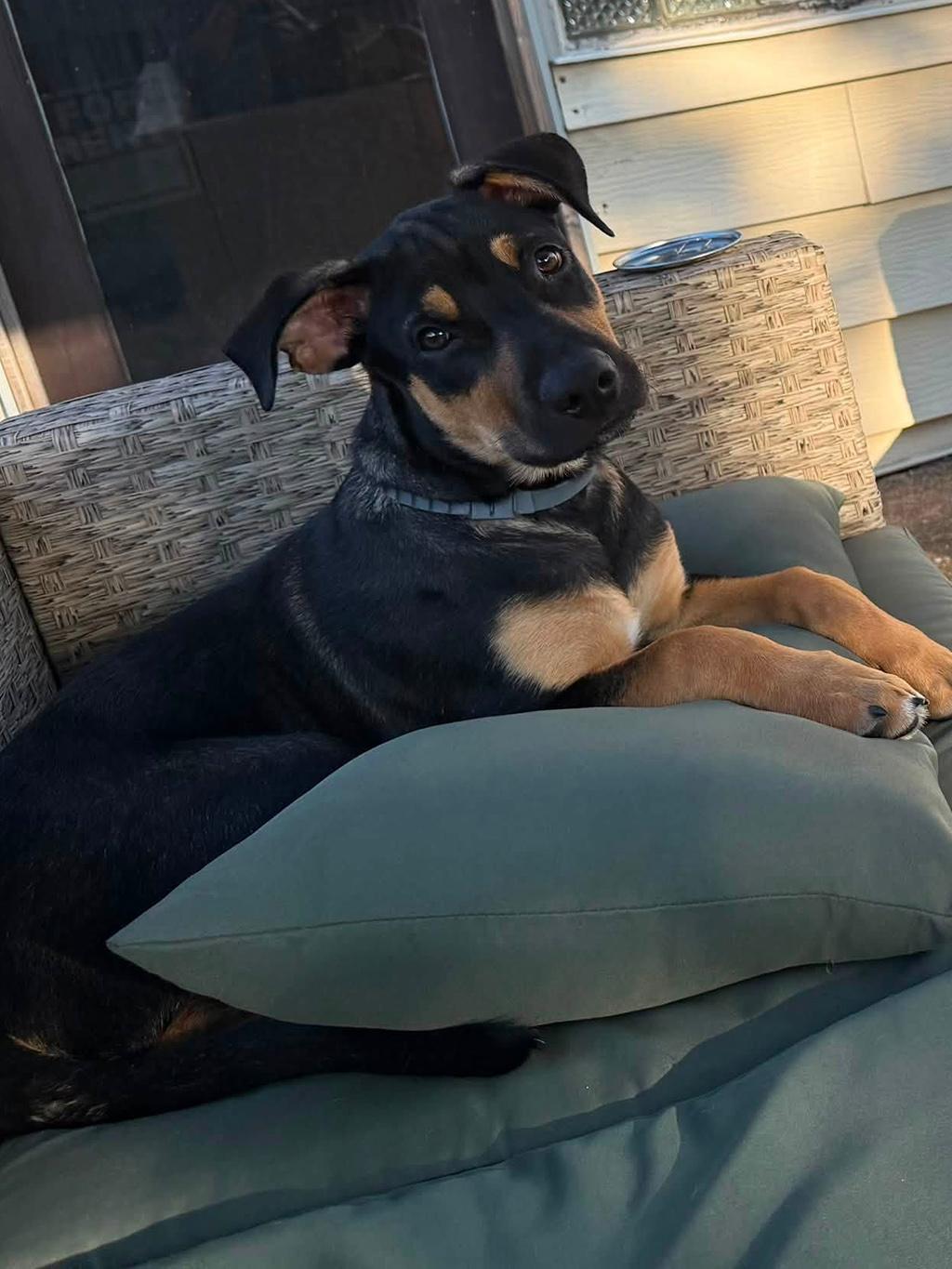 Merge, adopted, Young Male Shepherd.