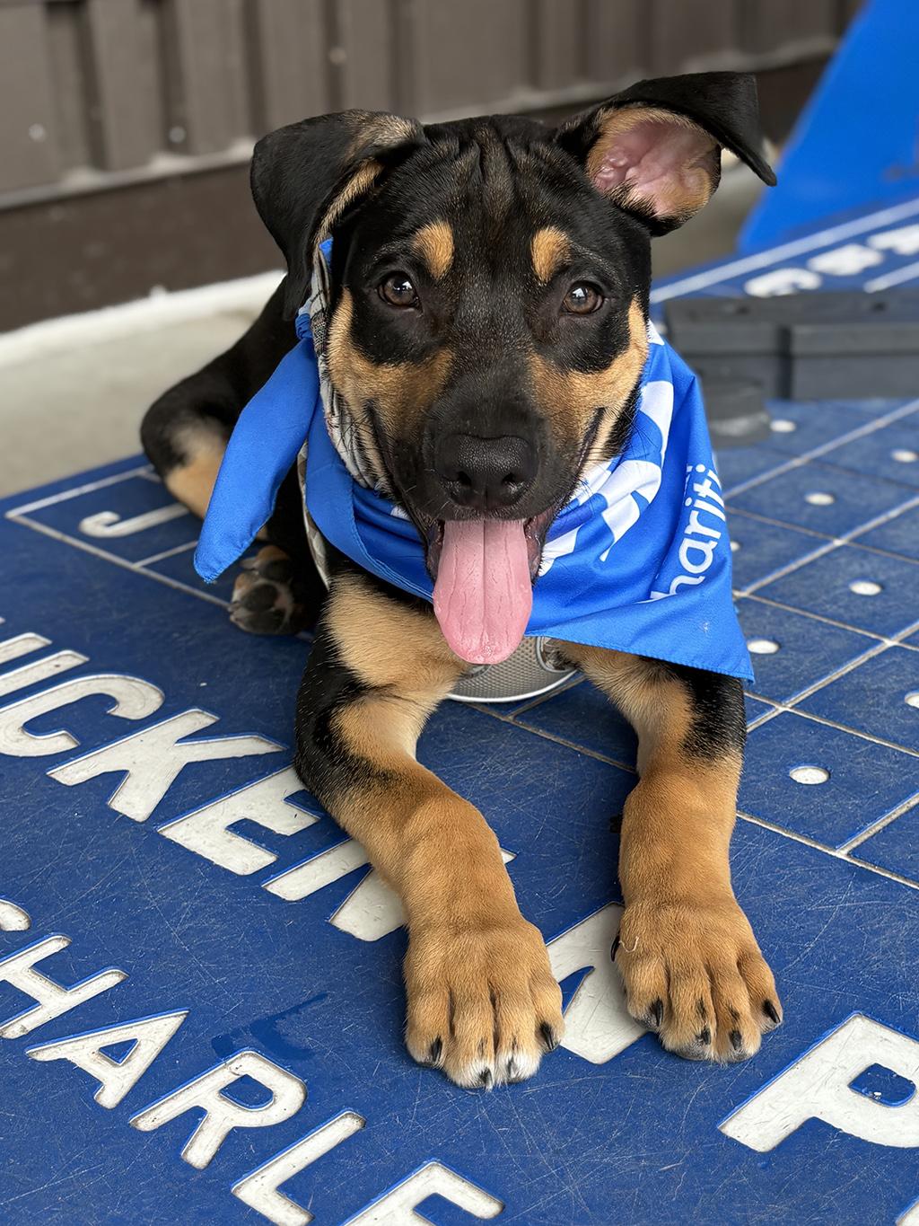Enlarge Merge, an adopted mixed breed in Lake Saint Louis, MO image 4/6