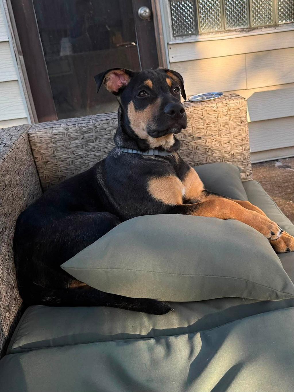 Enlarge Merge, an adopted mixed breed in Lake Saint Louis, MO image 5/6