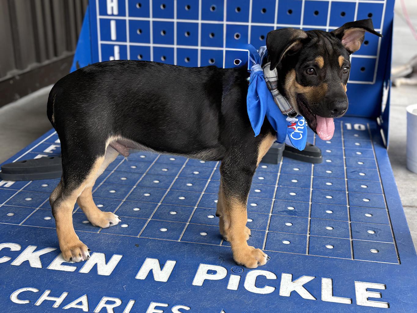 Enlarge Merge, an adopted mixed breed in Lake Saint Louis, MO image 3/6