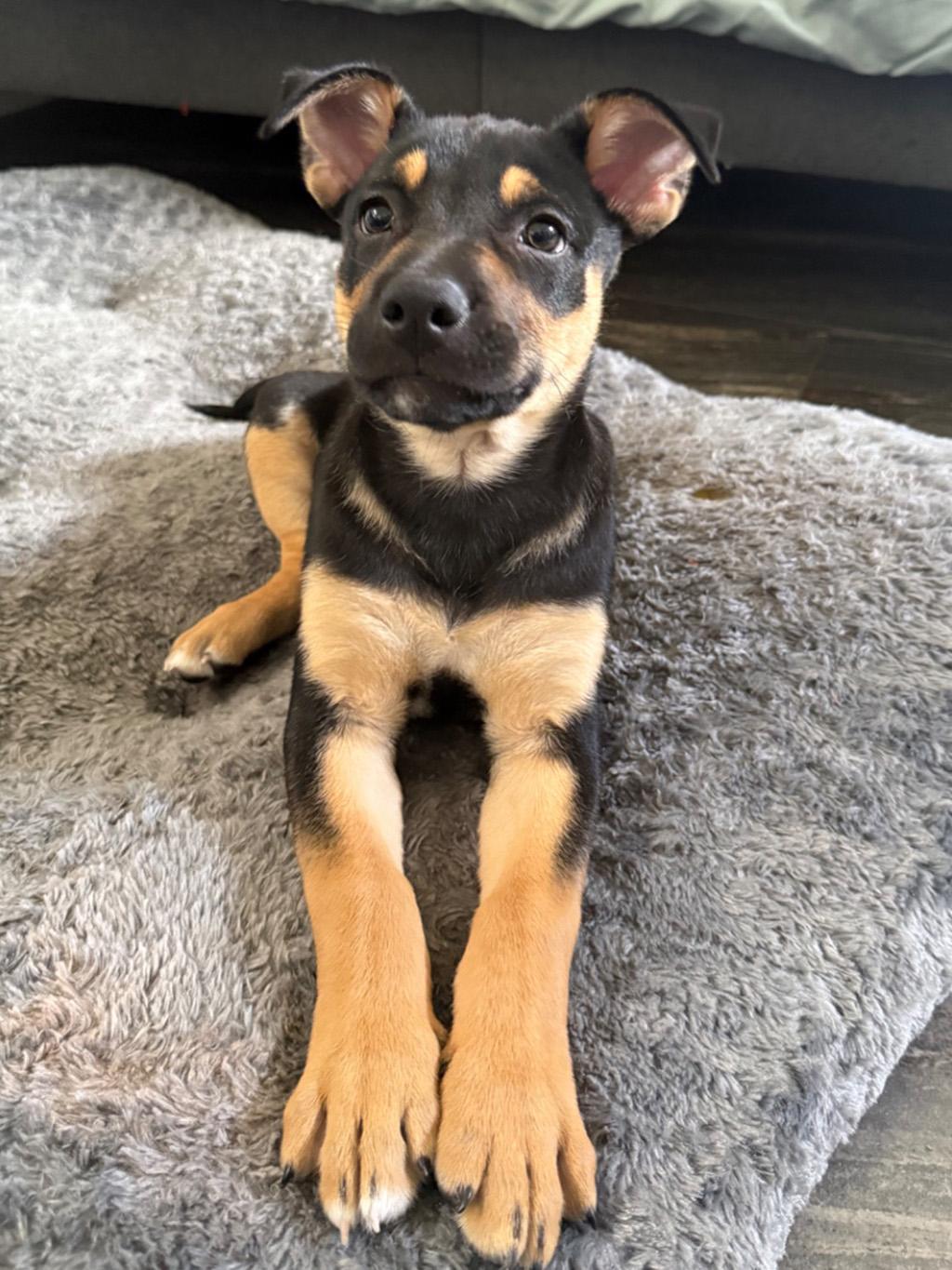 Enlarge Merge, an adopted mixed breed in Lake Saint Louis, MO image 2/6