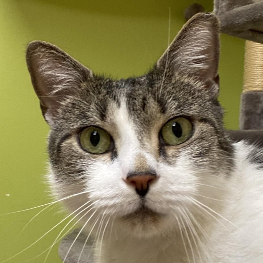 Baker Baker Biscuit Maker , ADOPTABLE, Adult Male Domestic Short Hair.