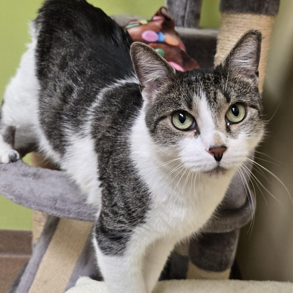 Enlarge Baker Baker Biscuit Maker , a ADOPTABLE Domestic Short Hair in Norwalk, CT image 2/4