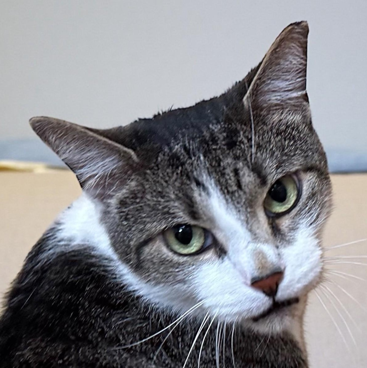 Enlarge Baker Baker Biscuit Maker , a ADOPTABLE Domestic Short Hair in Norwalk, CT image 3/4