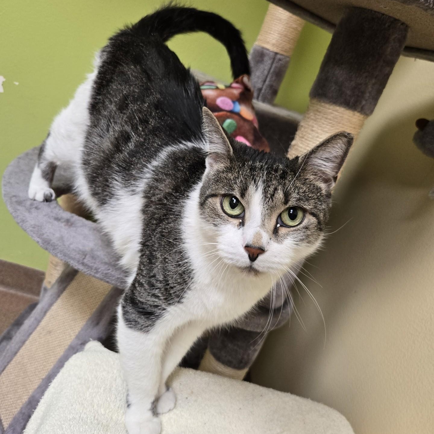 Enlarge Baker Baker Biscuit Maker , a ADOPTABLE Domestic Short Hair in Norwalk, CT image 4/4