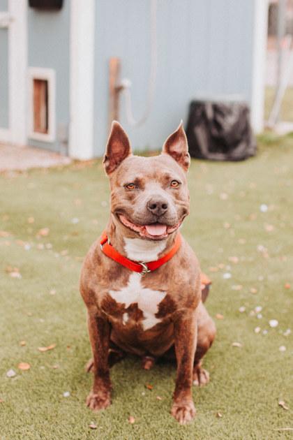90145a Thor VIP, Adoptable, Adult Male American Staffordshire Terrier & Mixed Breed.