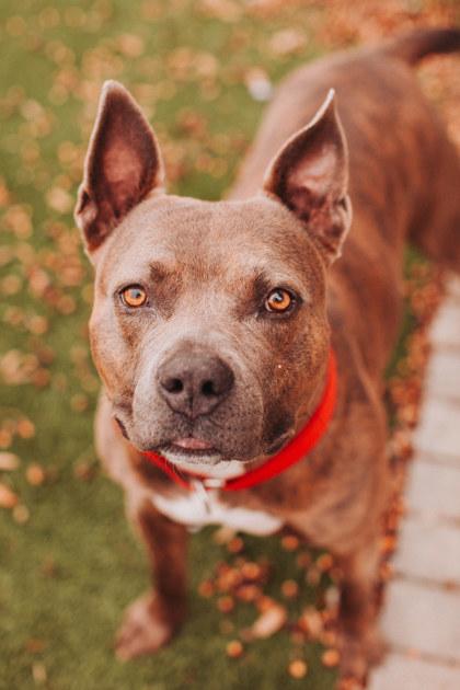 Enlarge 90145a Thor VIP, a Adoptable mixed breed in North Charleston, SC image 2/3