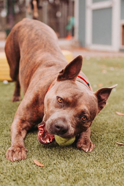 Enlarge 90145a Thor VIP, a Adoptable mixed breed in North Charleston, SC image 3/3