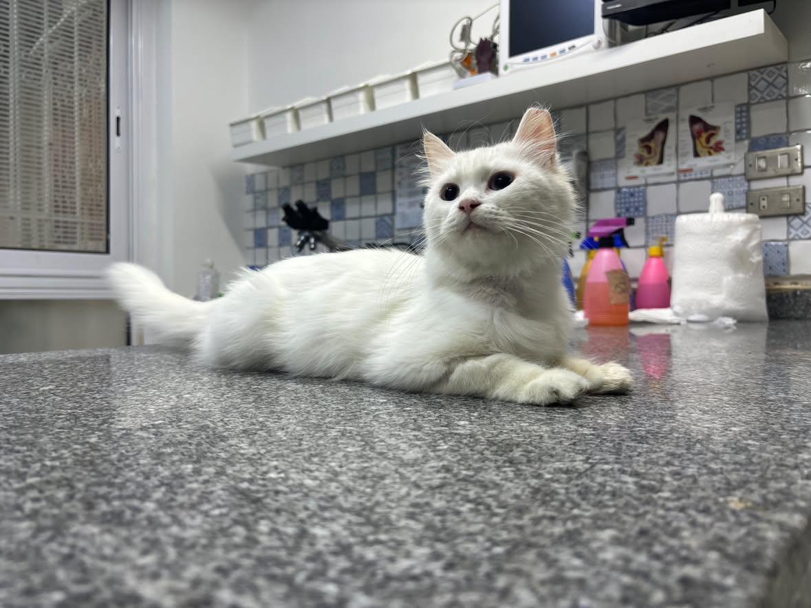 Enlarge Snow, a Adoptable mixed breed in North York, ON image 3/4