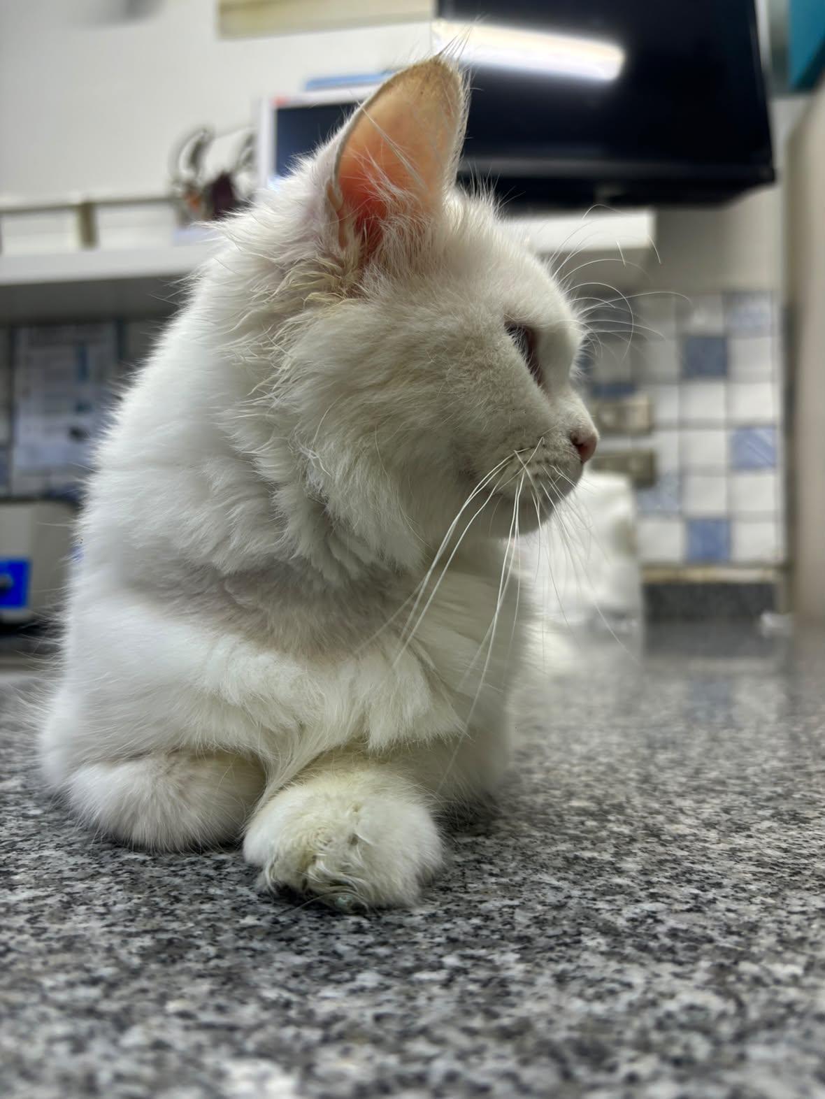 Snow, Adoptable, Kitten Female Persian.