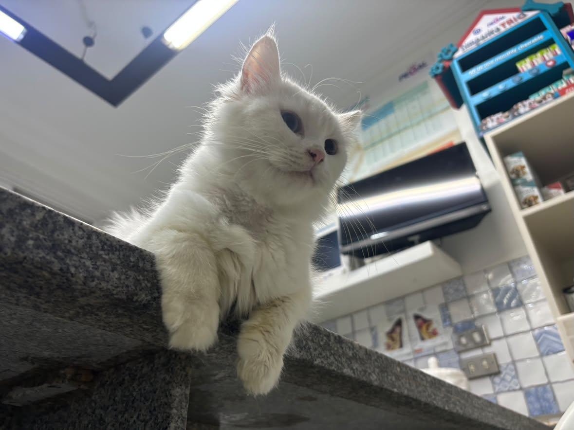 Enlarge Snow, a Adoptable mixed breed in North York, ON image 2/4