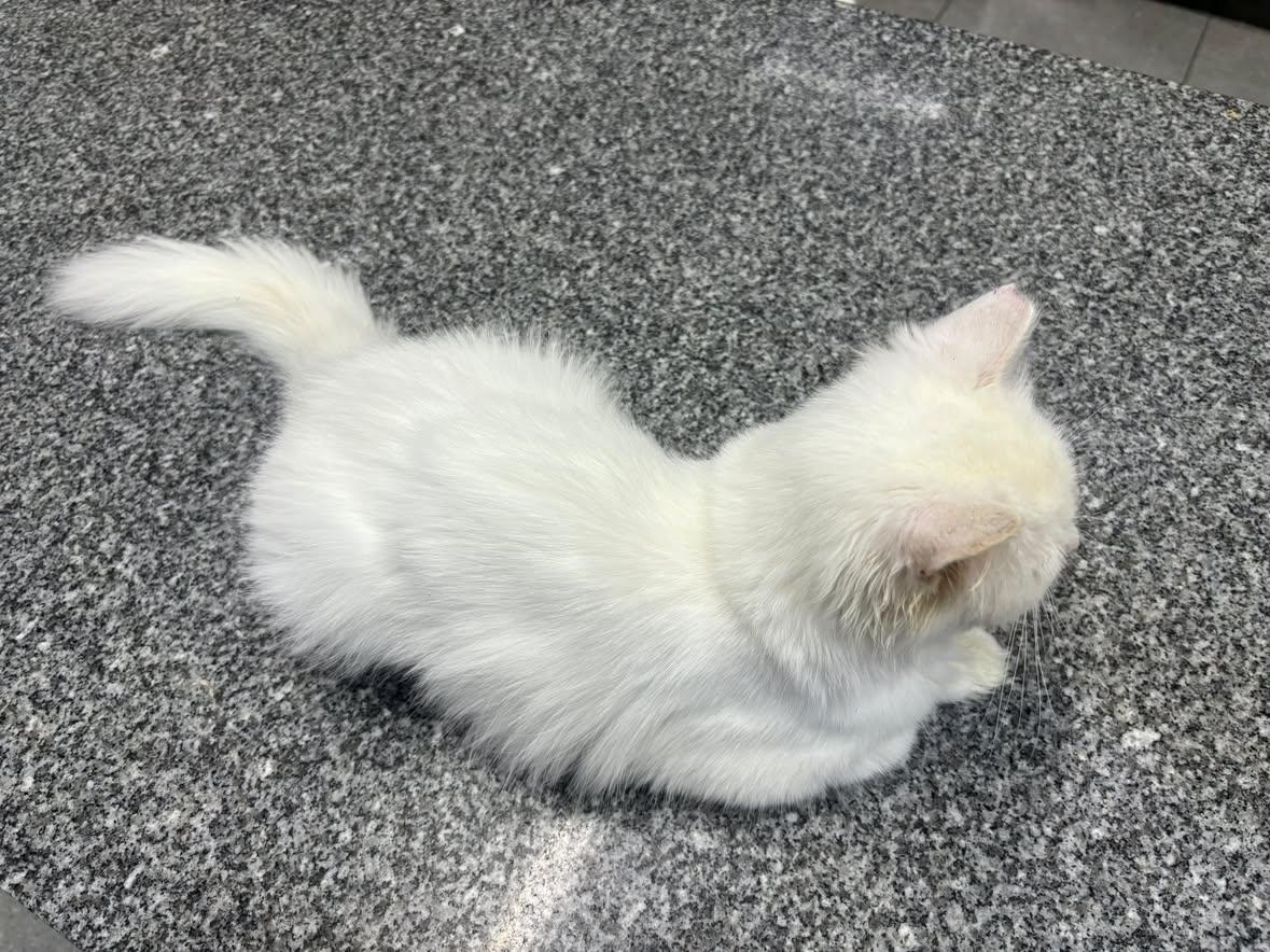 Enlarge Snow, a Adoptable mixed breed in North York, ON image 4/4
