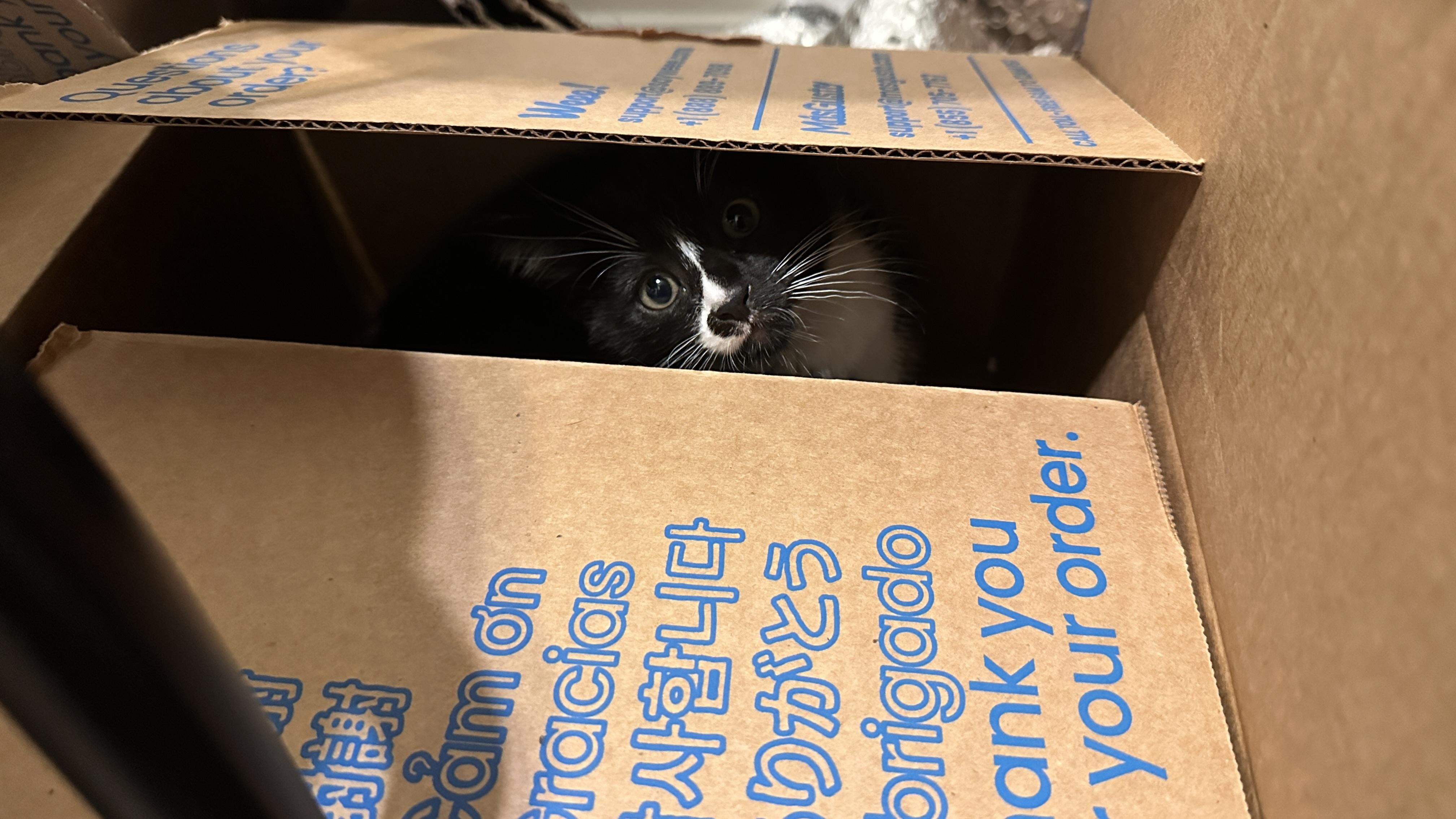 Enlarge Mason, a ADOPTABLE Domestic Short Hair in Davis, CA image 5/6