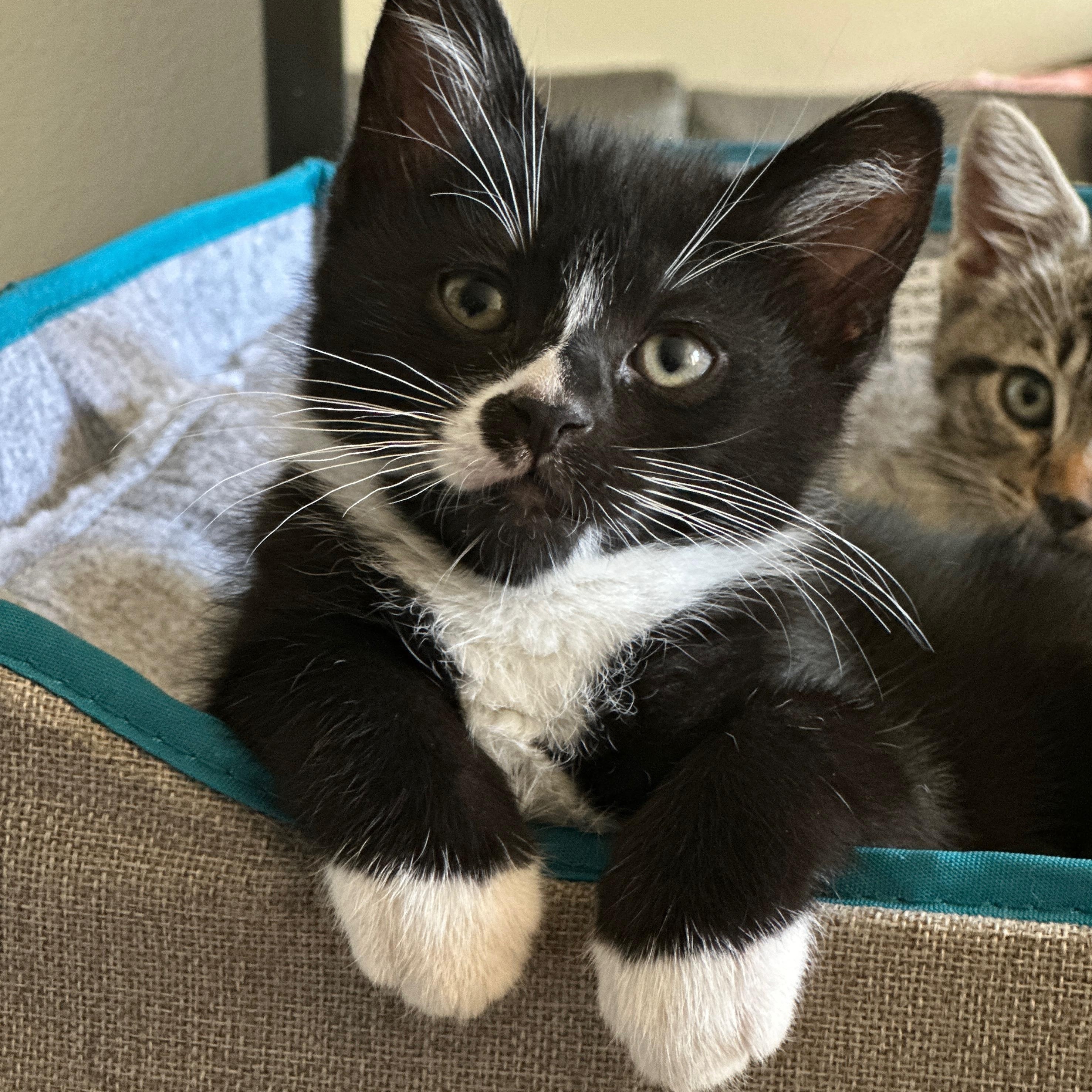 Mason, ADOPTABLE, Kitten Male Domestic Short Hair.